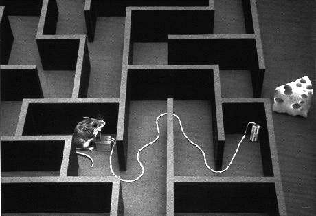 Labyrinth