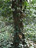 DSC00262 (600x800, 231,4 kilobytes)