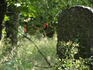 DSC00284 (800x600, 124,7 kilobytes)