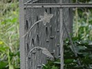 DSC00303 (800x600, 108,3 kilobytes)