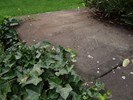 DSC00462 (800x600, 161,8 kilobytes)