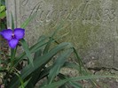 DSC00385 (800x600, 162,7 kilobytes)