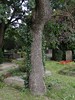 DSC00386 (600x800, 248,7 kilobytes)