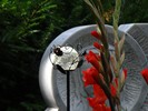 DSC00368 (800x600, 88,9 kilobytes)