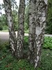 DSC00380 (600x800, 239,5 kilobytes)